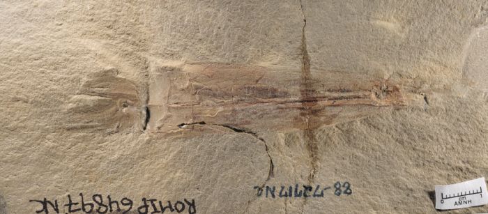 Fossile di Syllipsimopodi