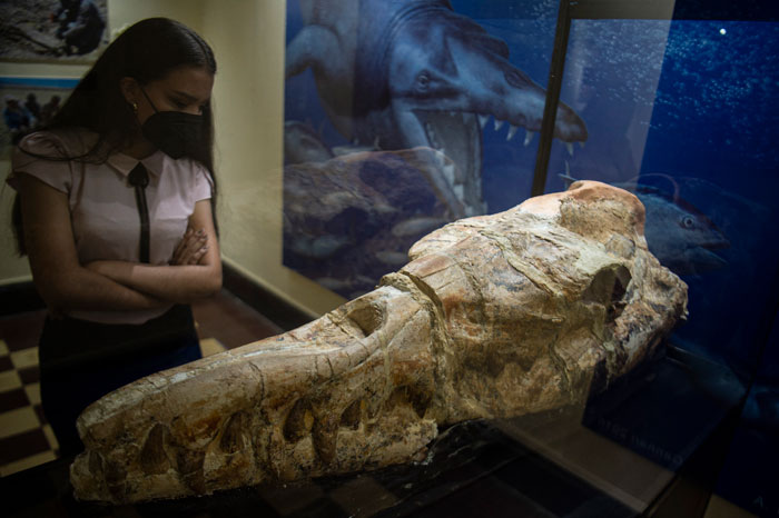 Woman Looks At Basilosaurus Fossil Skull On Display In Museum.