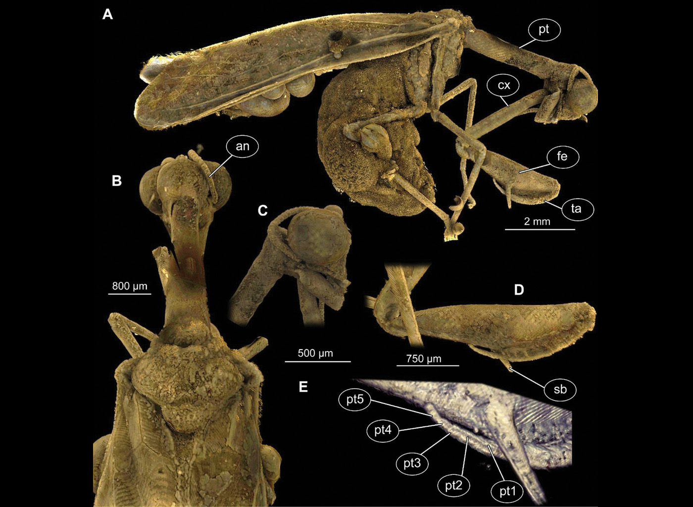 Different features of the insect displayed on a black background