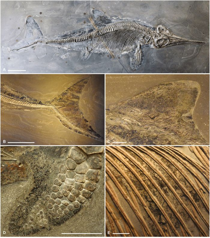 ichthyosaur soft tissues