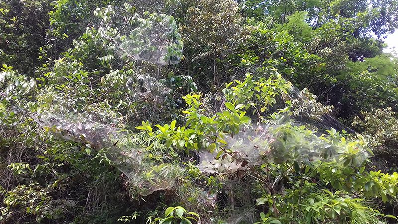 Green canopy covered in large spiderwebs