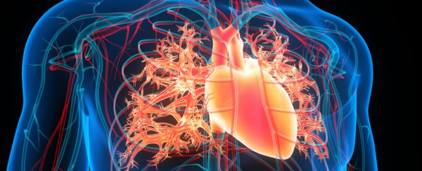 Why sex chromosomes matter when it comes to heart disease