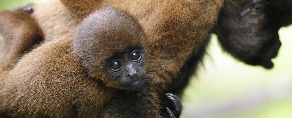 A baby woolly monkey clings to her mother's back. 