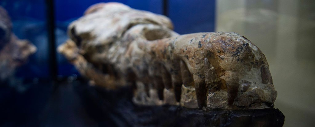 Recently Unearthed Skull With Knife-Like Teeth Could Be New Species of Basilosau..