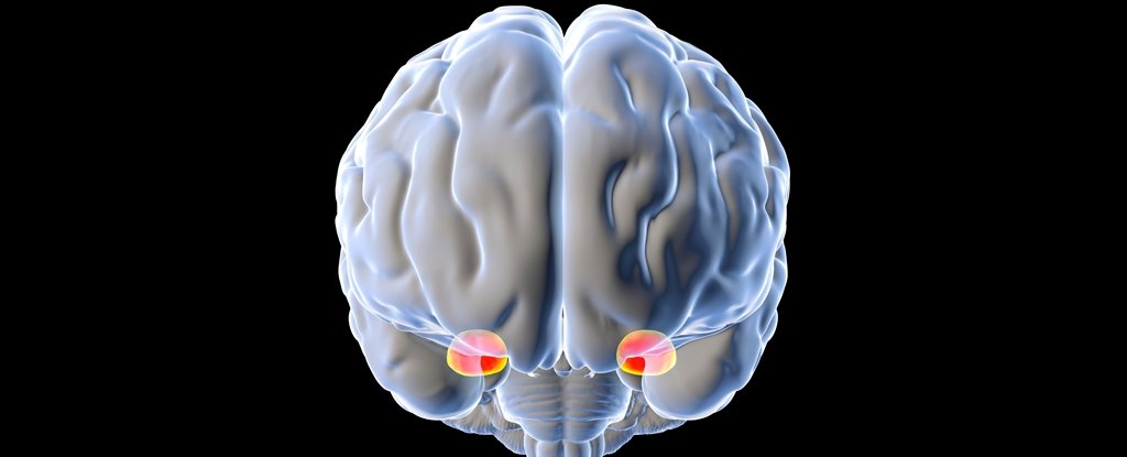 The amygdala. 