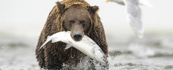 Predators have evolved to not overexploit their resources. Can humans do the same?