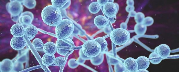 A toxic fungus could be contributing to some people's irritable bowel disease