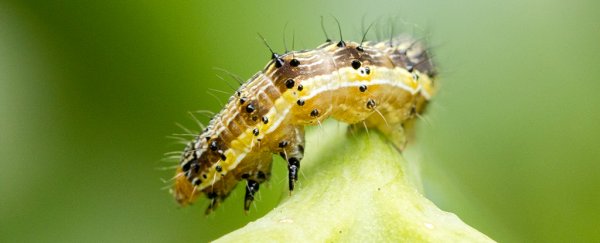How a zombifying virus can manipulate caterpillars into killing themselves