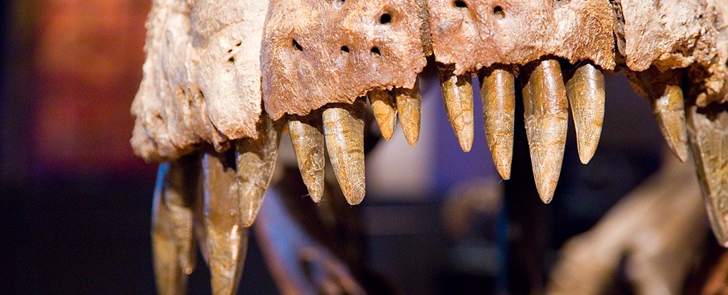 T. rex jaw fossil. 