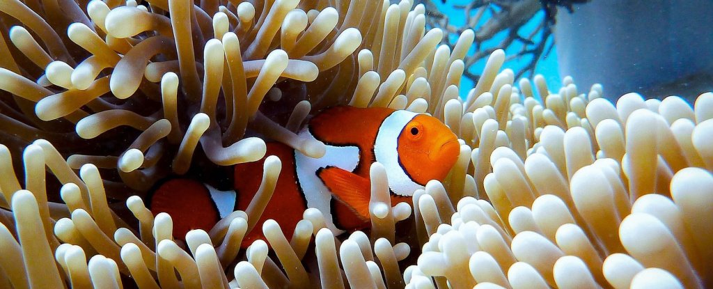 Los peces parecen estar perdiendo su color a medida que disminuyen los arrecifes de coral, advierten los científicos