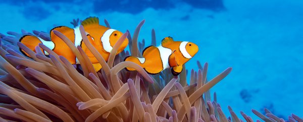 It's official: the Great Barrier Reef is suffering another mass bleaching event