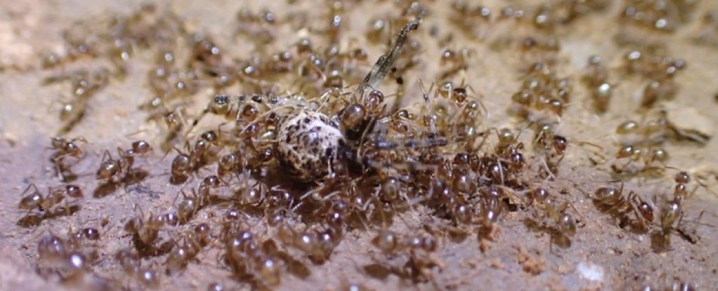 A Killer Fungus Is Coming After The Destructive Ants Invading Texas
