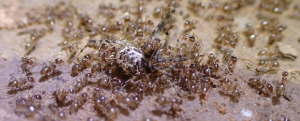 A killer fungus is coming after the destructive ants invading Texas