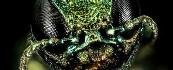 Why one invasive insect species could kill 1.26 million trees in the US by 2050