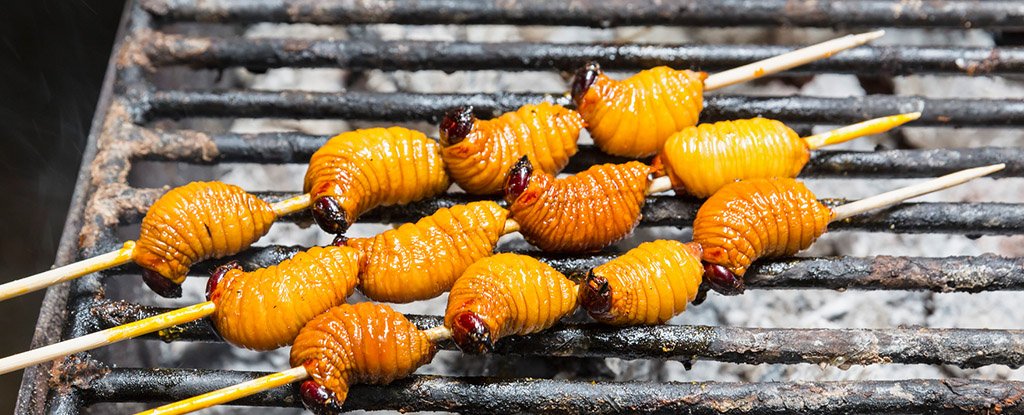 Grilled beetle larva served in Ecuador. 