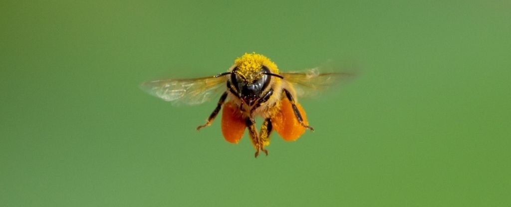 Hay un efecto realmente extraño cuando las abejas vuelan sobre un espejo