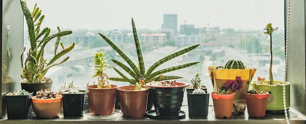 Your Houseplants Really Can Impact Indoor Air Quality, Depending on The Pollutant