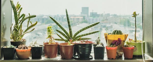Your houseplants really can impact indoor air quality, depending on the pollutant
