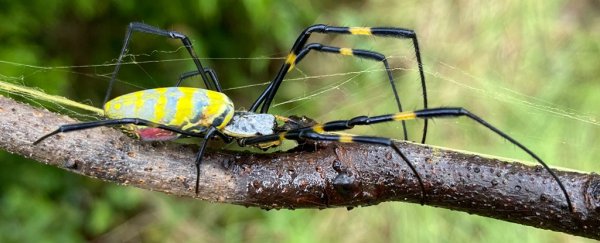 This huge yellow spider could spread across the US seaboard in no time at all