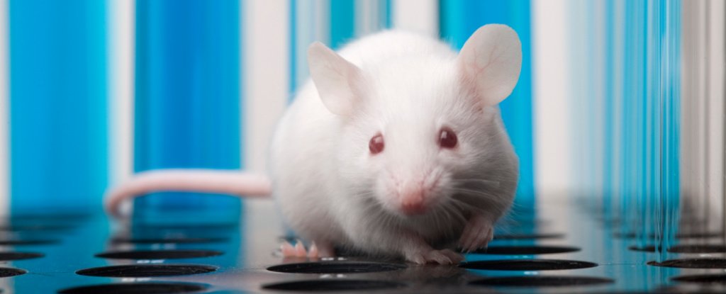 Een verrassende ontdekking over het gezichtsvermogen van muizen zou onze kijk op waarneming kunnen veranderen