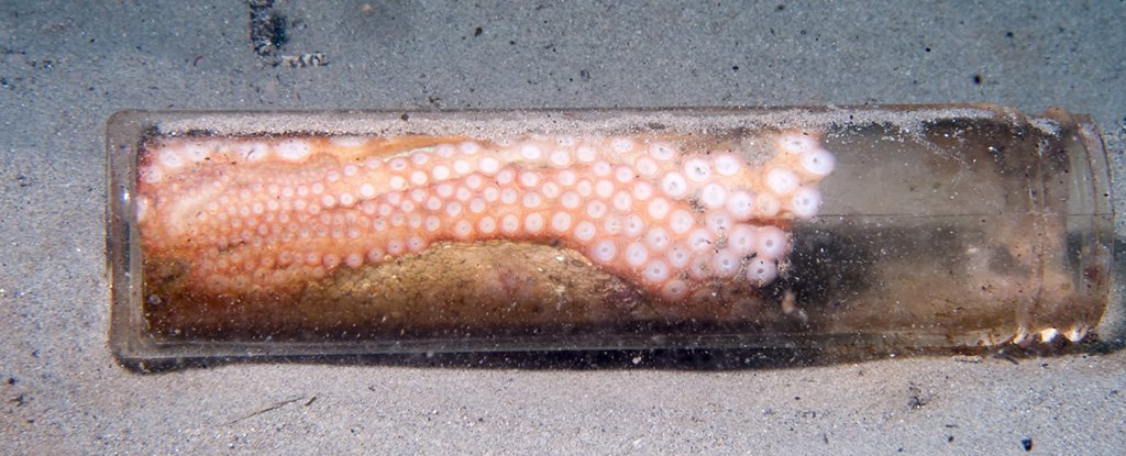 Octopuses Are Increasingly Using Trash For Shelter, Harrowing Study Shows