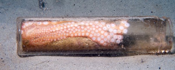 Octopuses are increasingly using trash for shelter, harrowing study shows