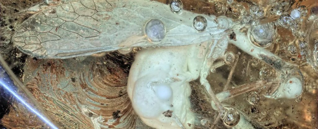 Este insecto fósil descubierto en ámbar báltico se parece notablemente a una mantis