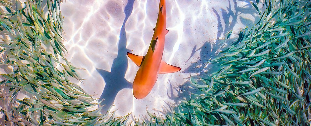 Photo of Endangered Shark