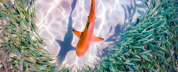 'Fish' pet food could actually contain endangered shark, alarming DNA study finds
