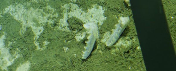 Scientists discover new microscopic organisms in the depths of the Atacama Trench