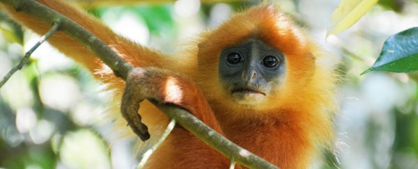 There is something similar among many species at risk of extinction