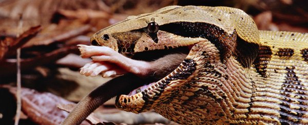 We Finally Know Why Boa Constrictors Don't Choke While Crushing Their Prey  to Death : ScienceAlert