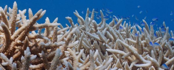 The Great Barrier Reef Has Been Struck With Another 'Widespread' Bleaching Event  SmallBlueFishSwimBetweenBleachedCoralAtGreatBarrierReef_600