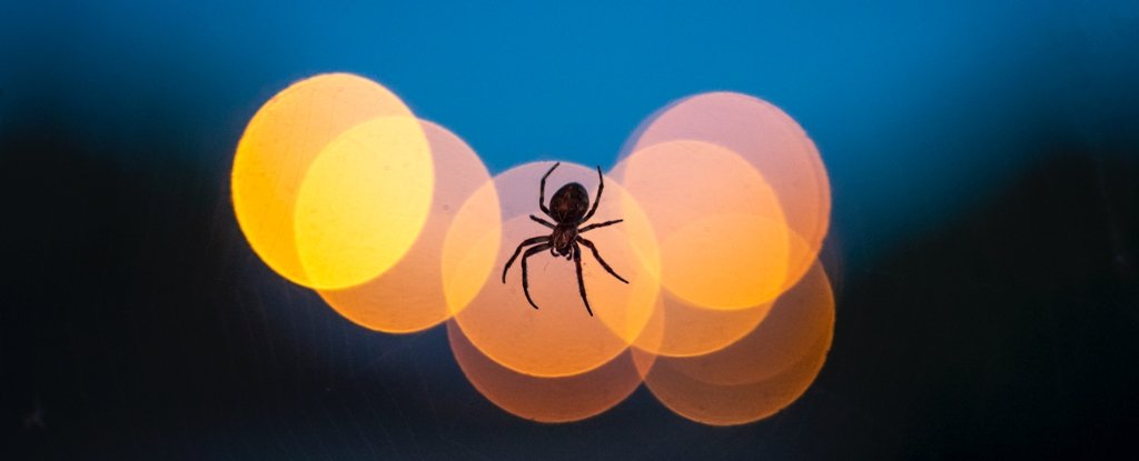 Las arañas usan campos eléctricos para volar, y finalmente podemos saber cómo