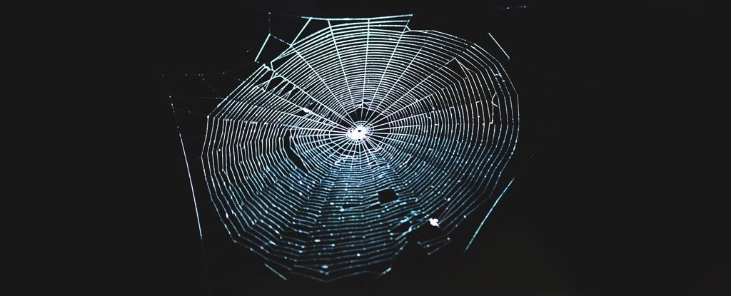 Scientists Translated a Spiderweb Into Music, And It's Utterly Captivating