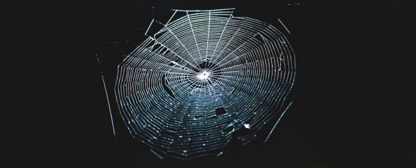 Scientists translated a spiderweb into music, and it's utterly captivating