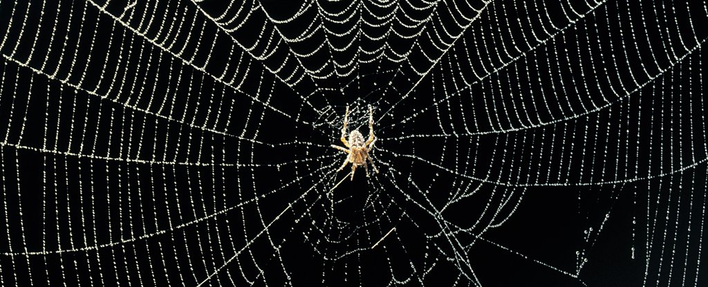 Spiders Don't Have Ears, But They Can Boost Their 'Hearing' Through Giant Webs