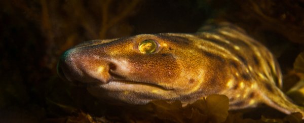 Biologists just totally proved wrong a long-standing rumor about sharks