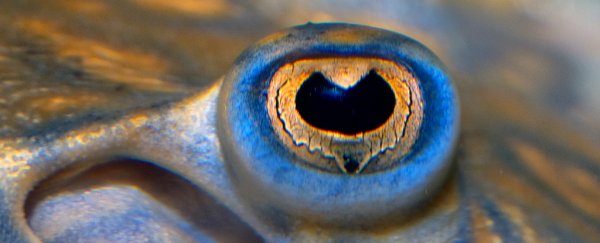 Count on them: Stingrays and zebra mbuna can add and subtract small numbers
