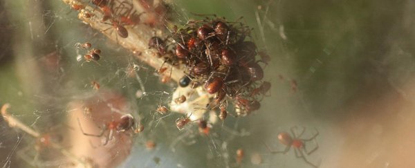 Spiders caught hunting in giant synchronized swarms, and now we know how