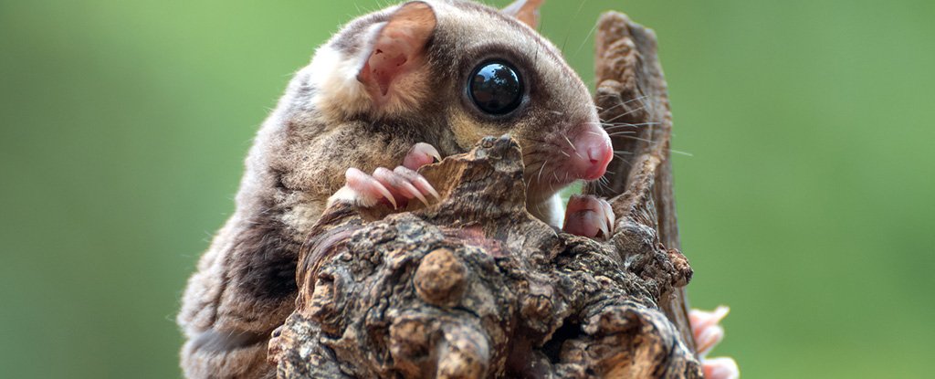 Cientos de especies de mamíferos sin descubrir aún podrían estar en la naturaleza