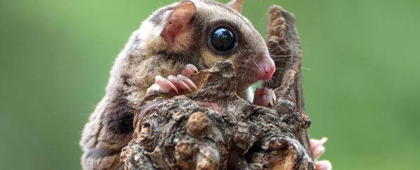 100s of undiscovered mammal species could still be out there in the wild