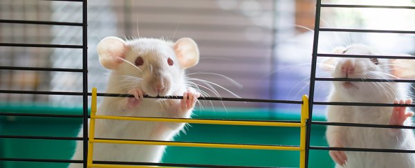 Cellular 'rejuvenation' experiment in mice reverses signs of aging, scientists say
