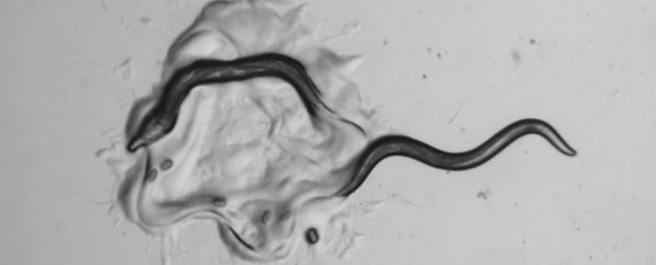 Surprise! Complex decision making found in predatory worms with just 302 neurons