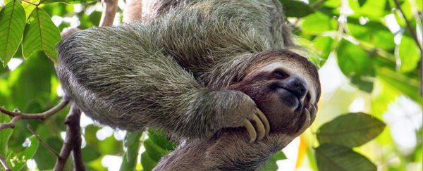 Amazon rainforest nearing tipping point faster than predicted, scientists warn