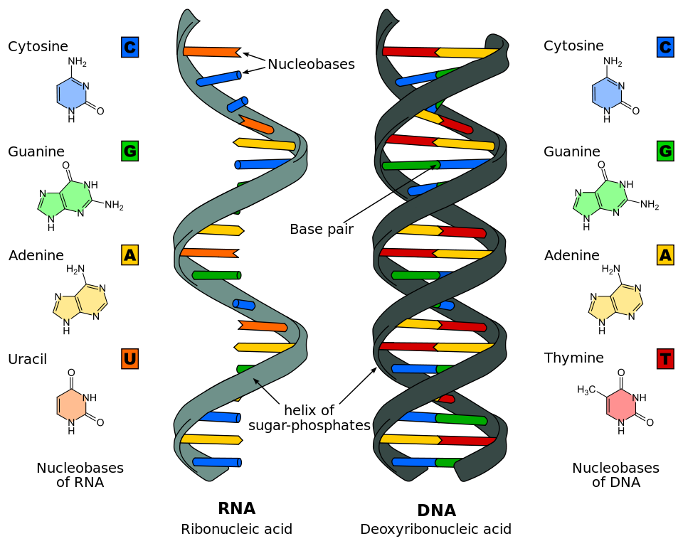 Detailed illustration of DNA and RNA structure