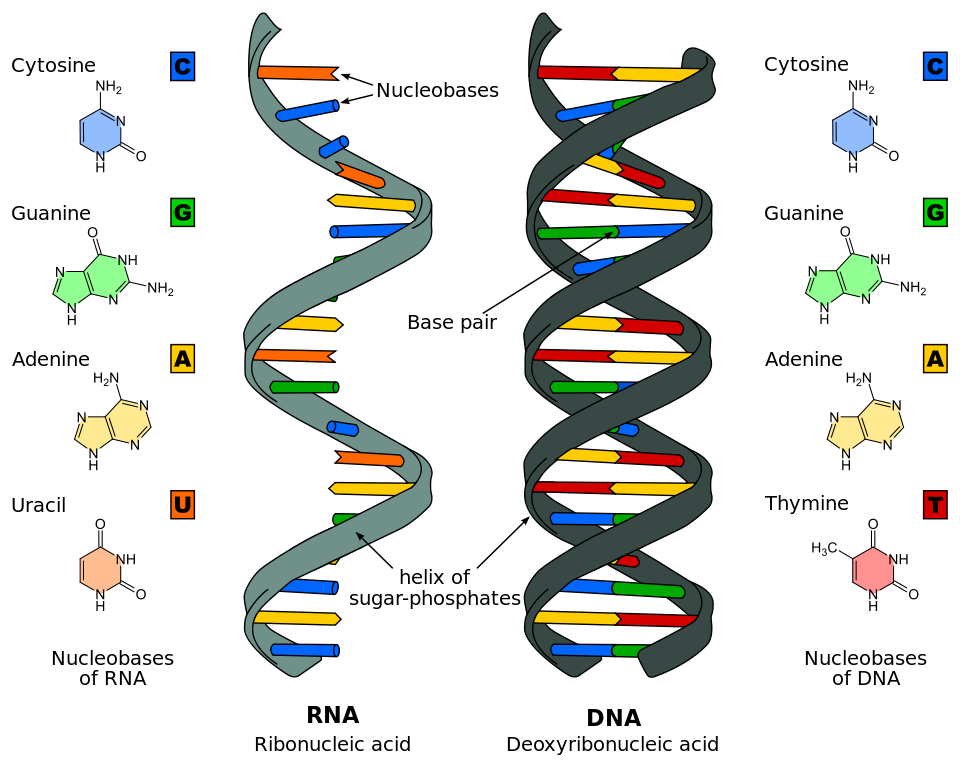 Illustrazione dettagliata della struttura del DNA e dell'RNA