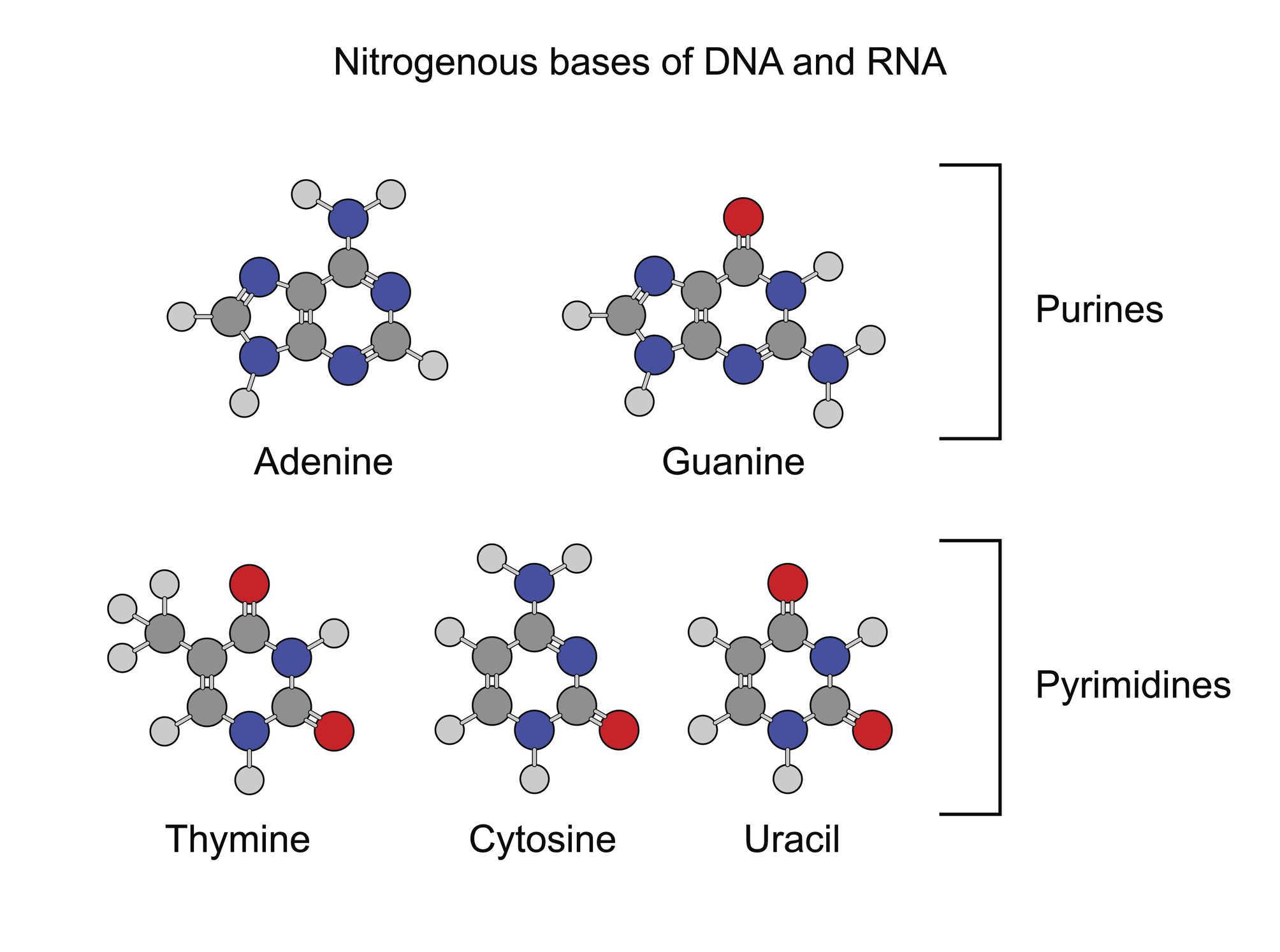 Purines are adenine and guanine, pyramidines are thymine, cytosine, and uracil