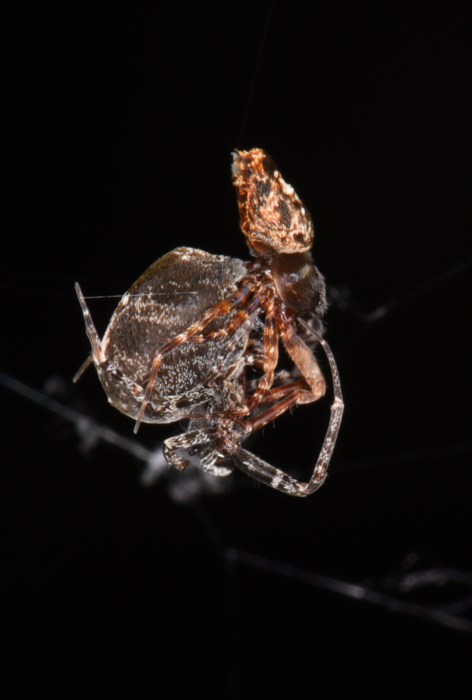 Low Res Two Philoponella prominens spiders mating CREDIT Shichang Zhang 2.png