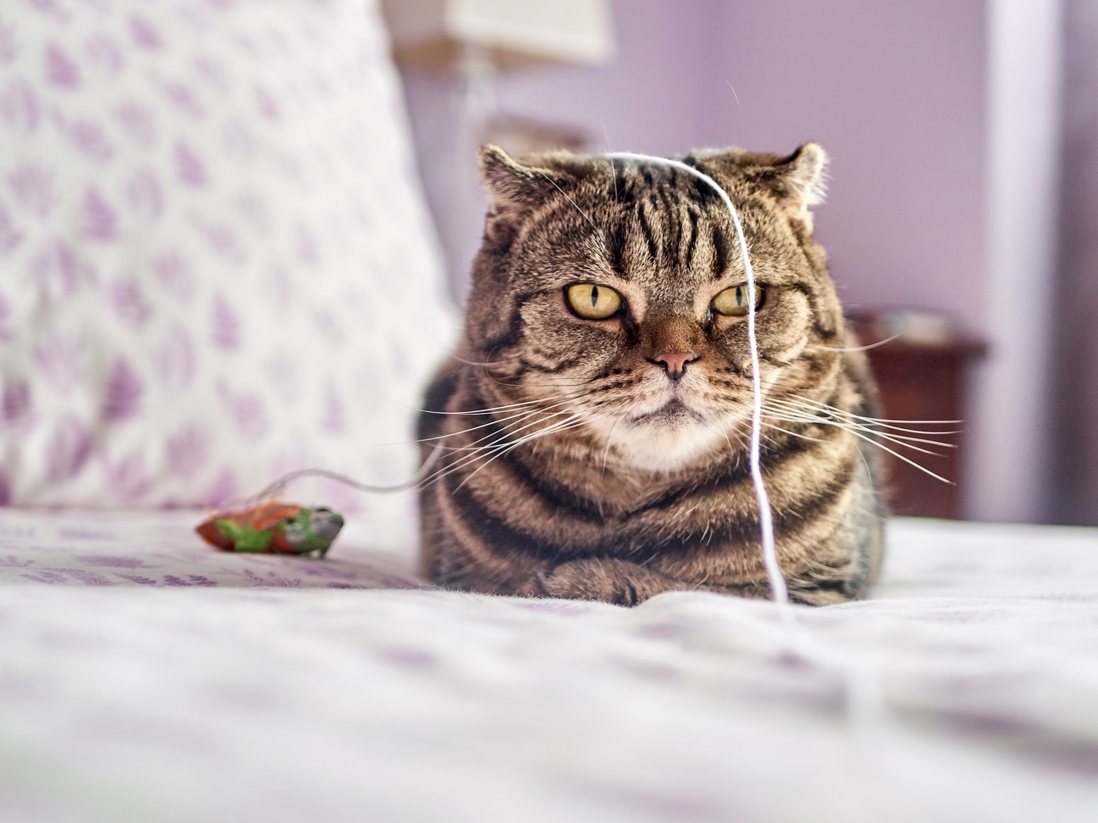 Unimpressed cat beside toy with string dangling over its head